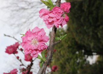 优秀学生作品——刘冰冰《粉色妖艳碧桃花》《蒲公英》《划船进行时》