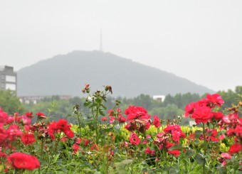 优秀学生作品——邱月《红花绿树依傍于阴霾蜀山》