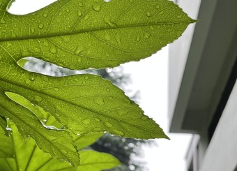 优秀学生作品——朱畅《夏日雨露》